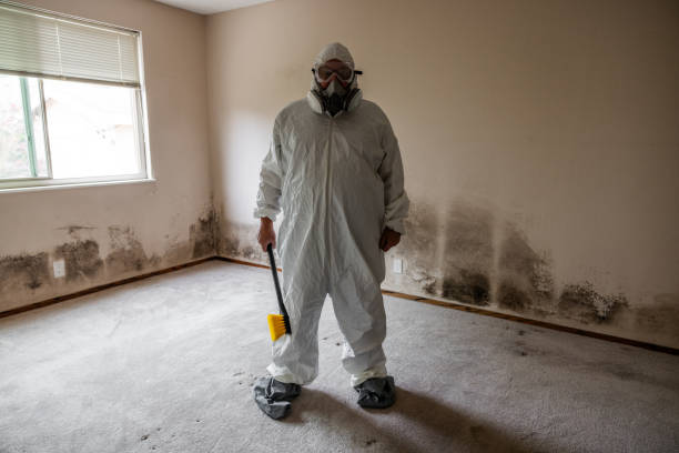 Mold Odor Removal Services in Palestine, IL